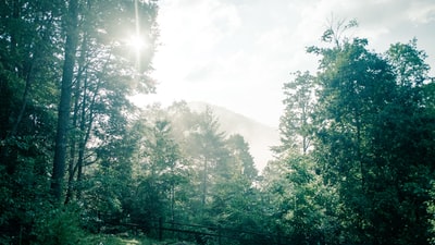 白天的绿树下白色的天空
